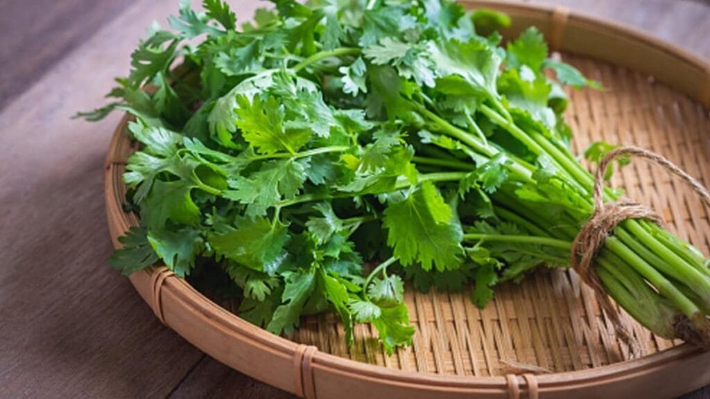 Coriander